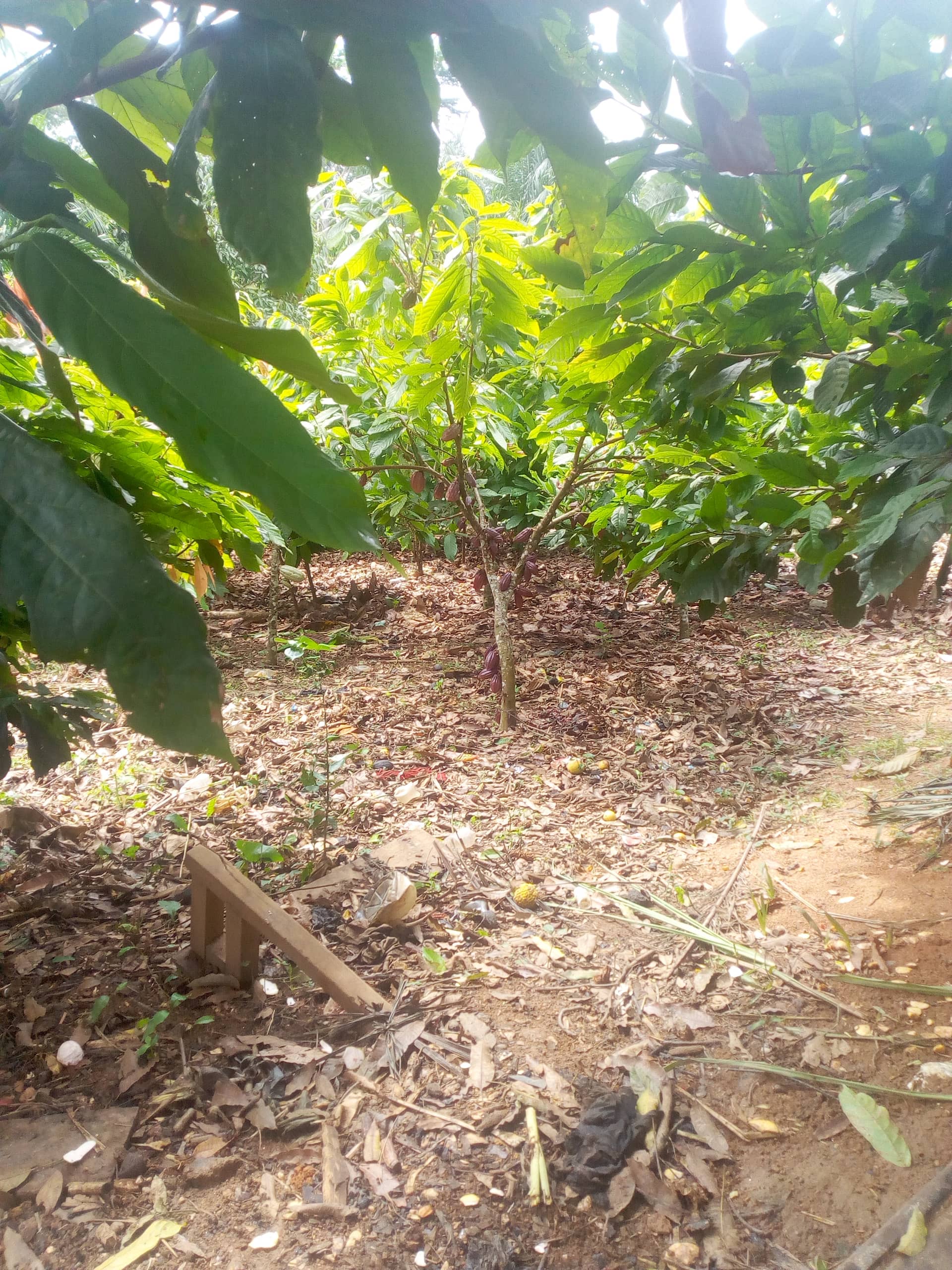 Finca Sampaka