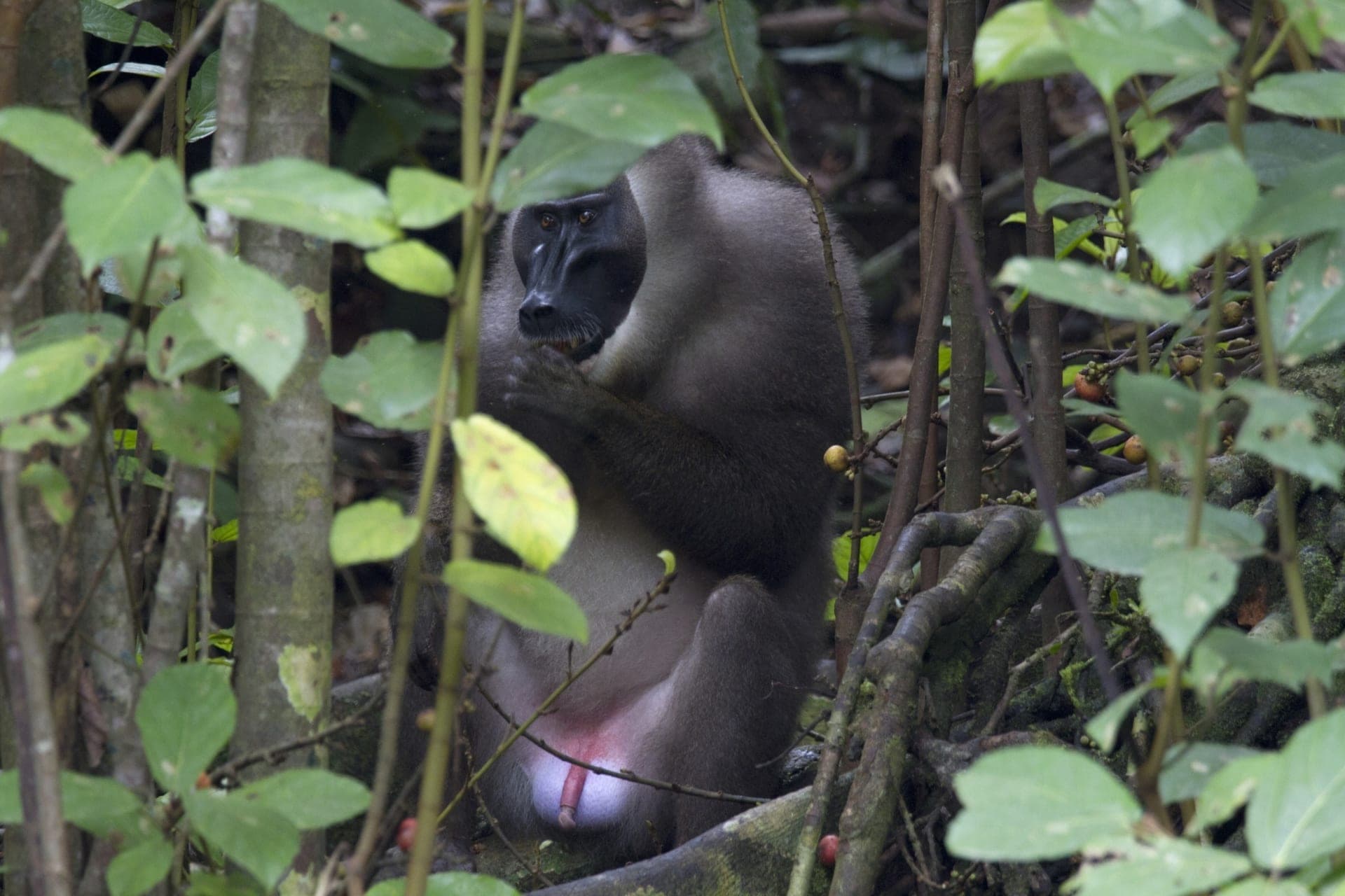Wildlife Centre BBPP of Moka