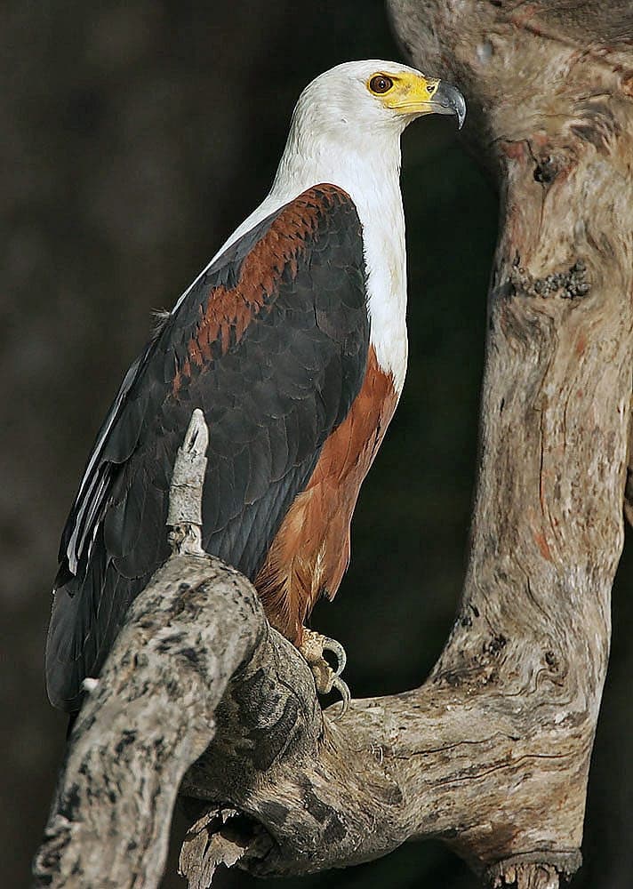 River Gambia National Park