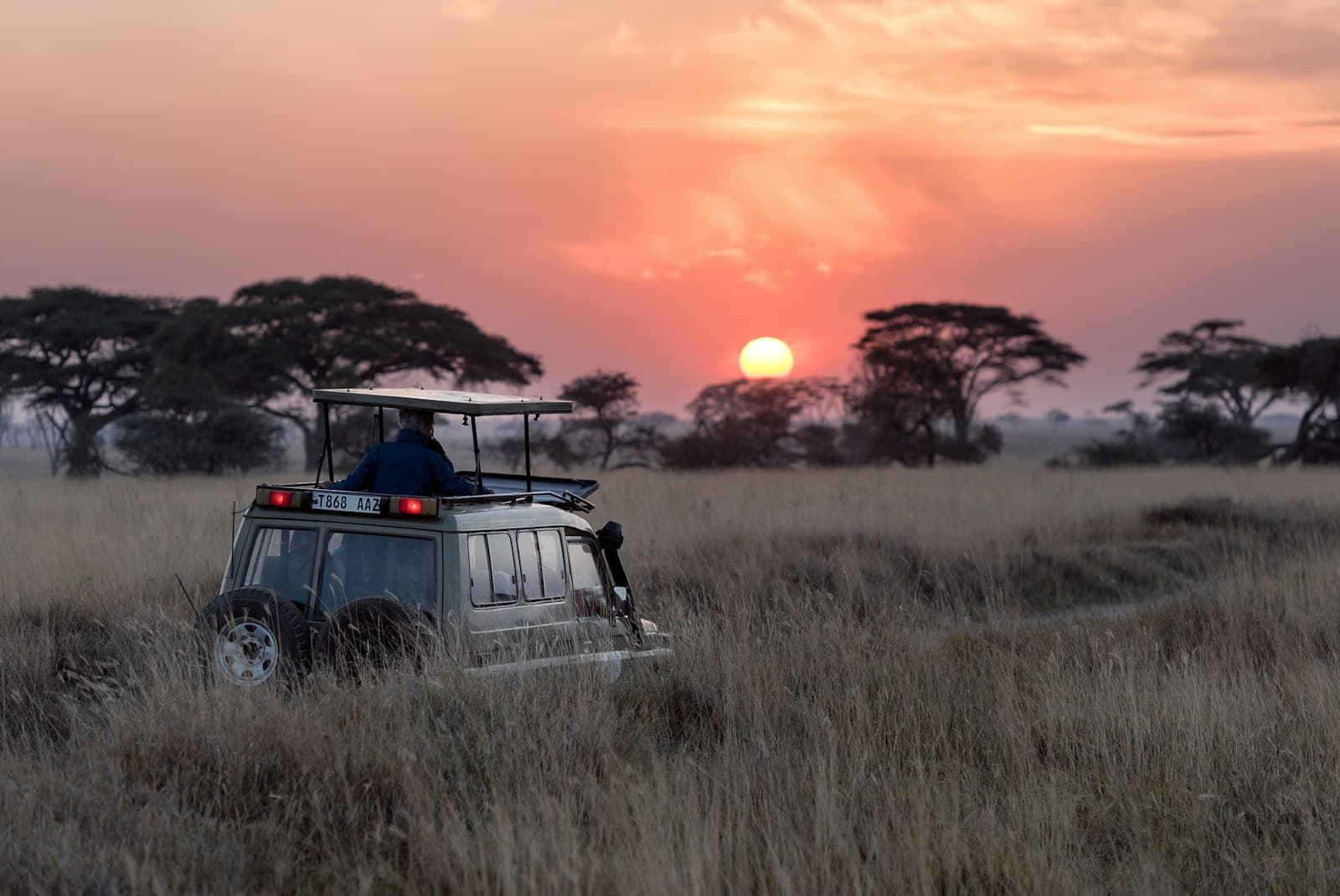 Wildebeest herd on the savanna